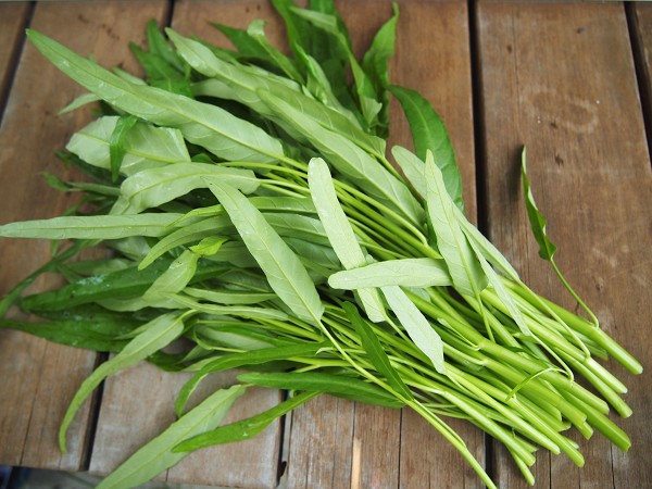 最終値下げ 未開封 野菜の種 約140粒 エンツァイ 中国野菜 空芯菜 エンサイ